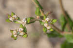 Dogtongue buckwheat